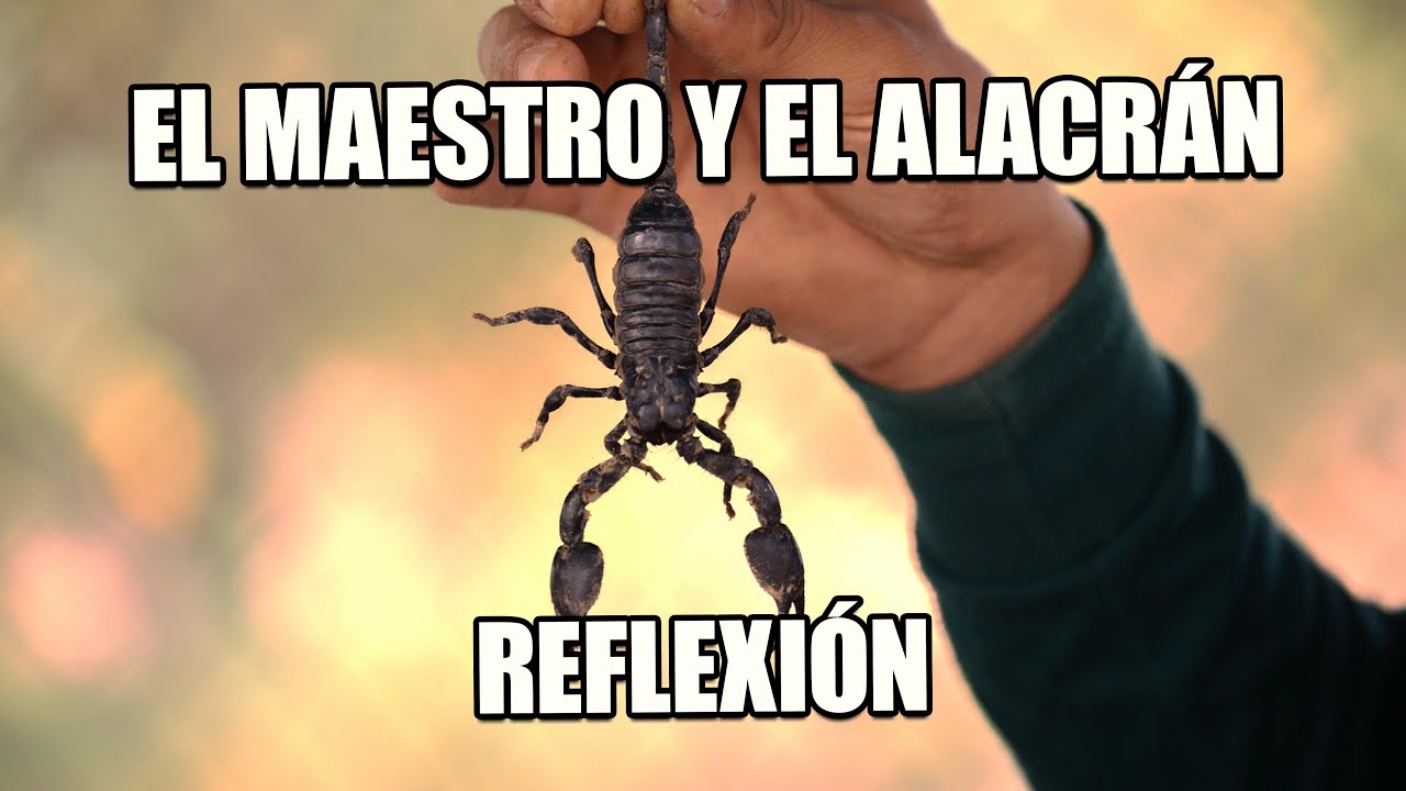 REFLEXION -EL MAESTRO Y EL ALACR&Aacute;N, Reflexiones Diarias, Cortas, Motivacion, Mejor Persona, Frases.