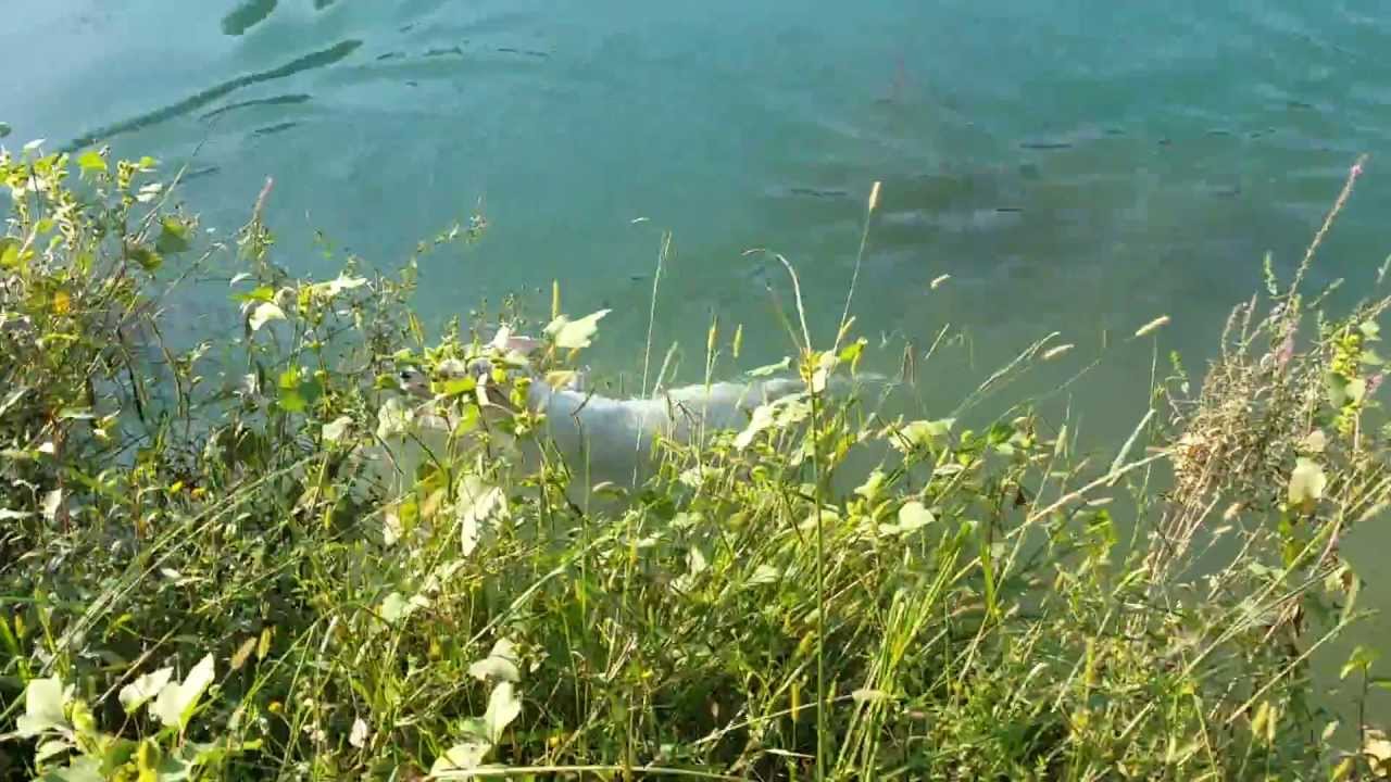 Dogo Argentino & Pitbull play in water