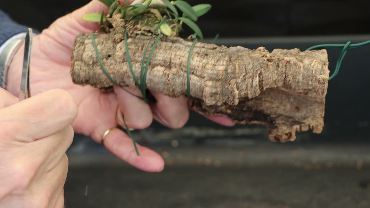 Moss Swap: Dendrobium jenkinsii