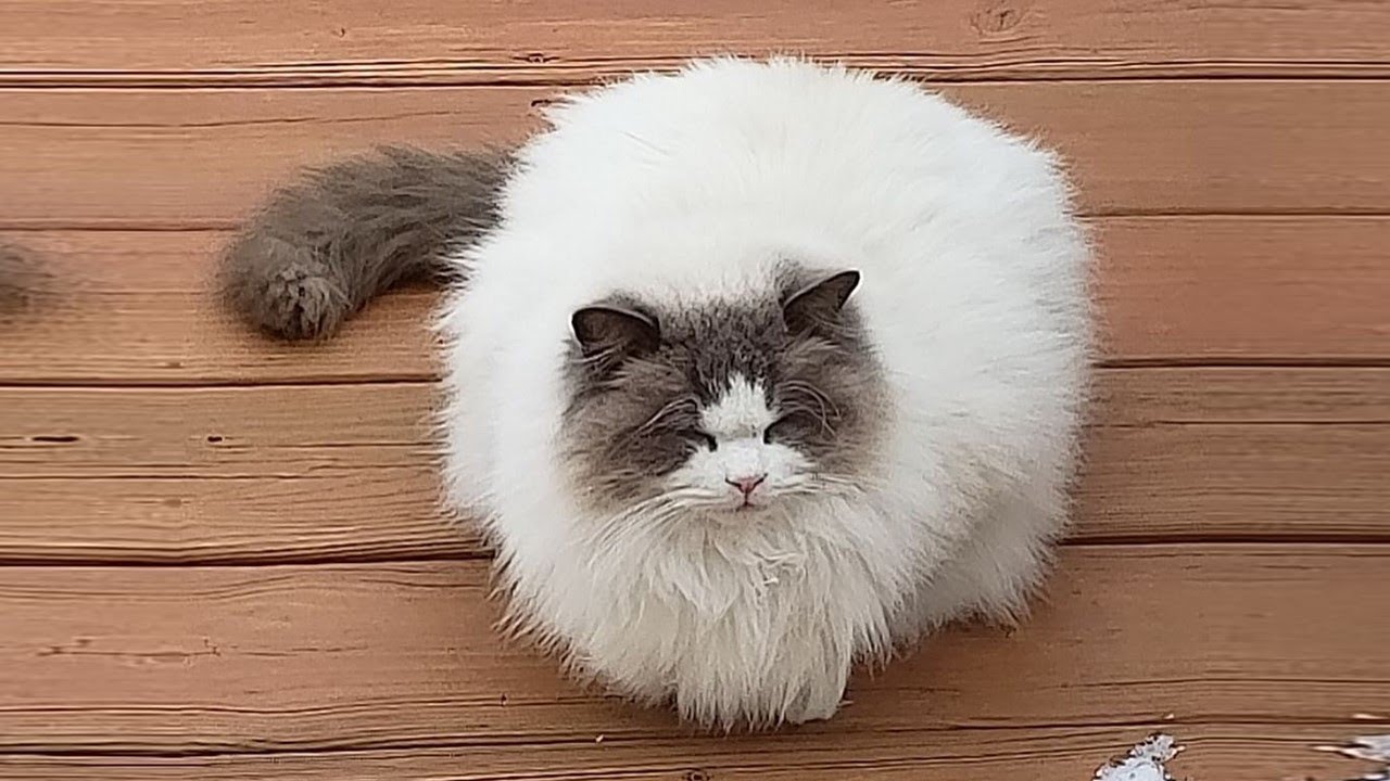 On a freezing day, the pitiful cat wandered to his neighbor's doorstep for help,