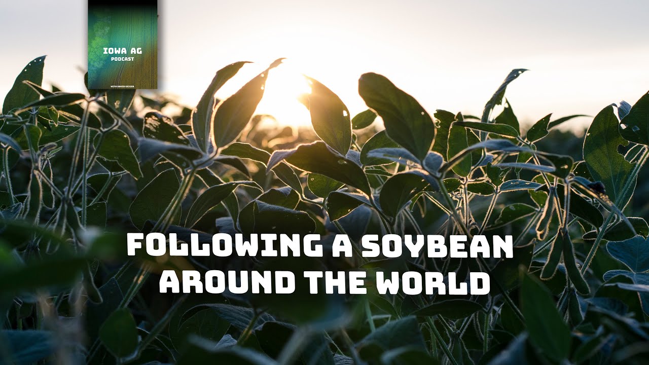 Following a Soybean Around the World and What It Taught Me