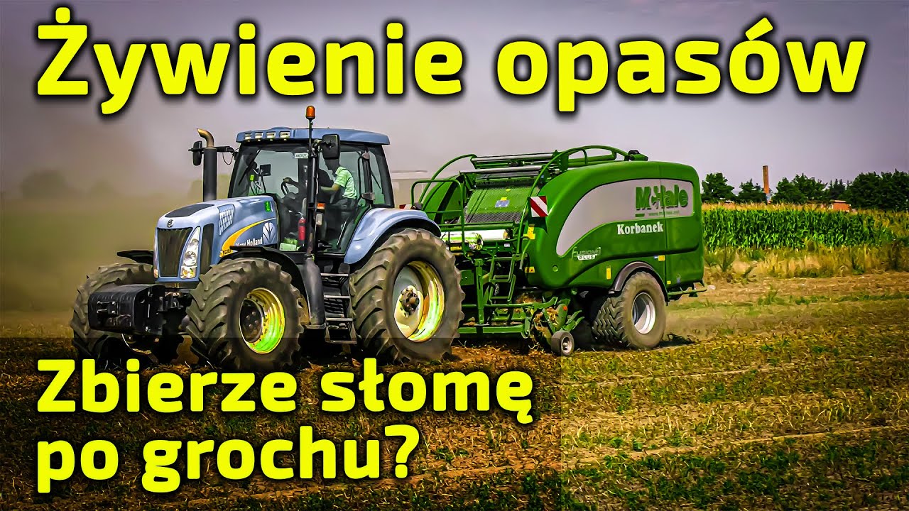 Czy słomę po GROCHU można👉 BELOWAĆ i stosować w żywieniu bydła ?👉 [Korbanek]