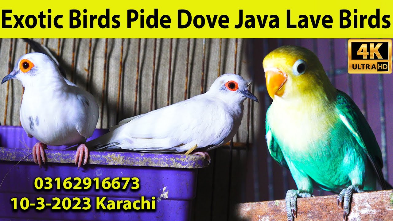 Exotic Birds Pied-Diamond-Red-silver dove, Java Birds, Love Birds Mutation Breeding Pair Setup