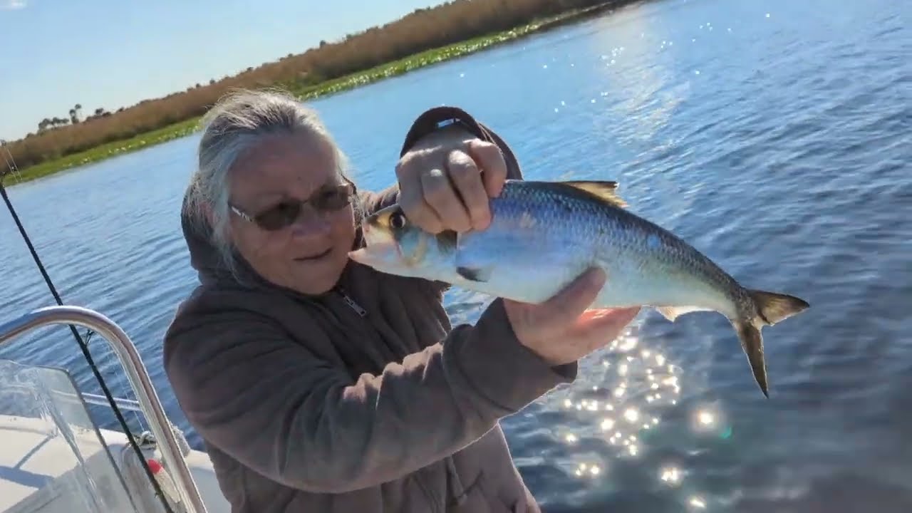 First Shad Of The Season