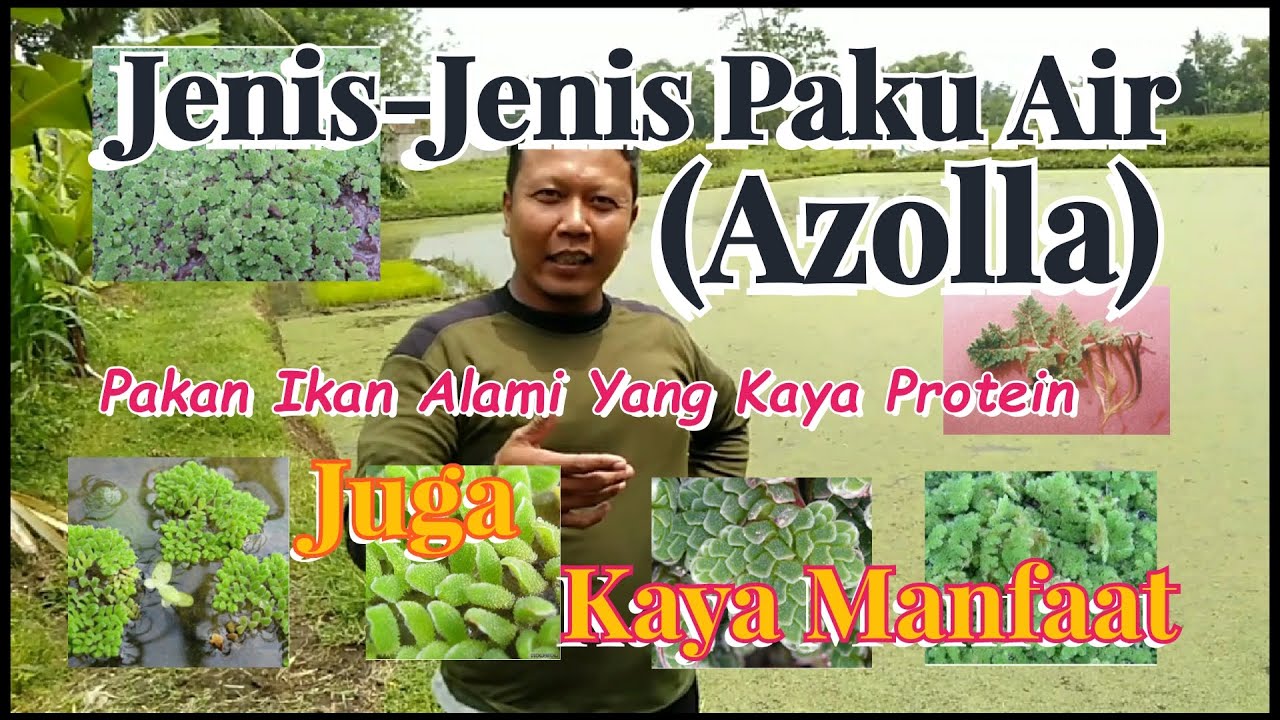 Jenis-jenis Azolla, Pakan Ikan Alami Kaya Protein