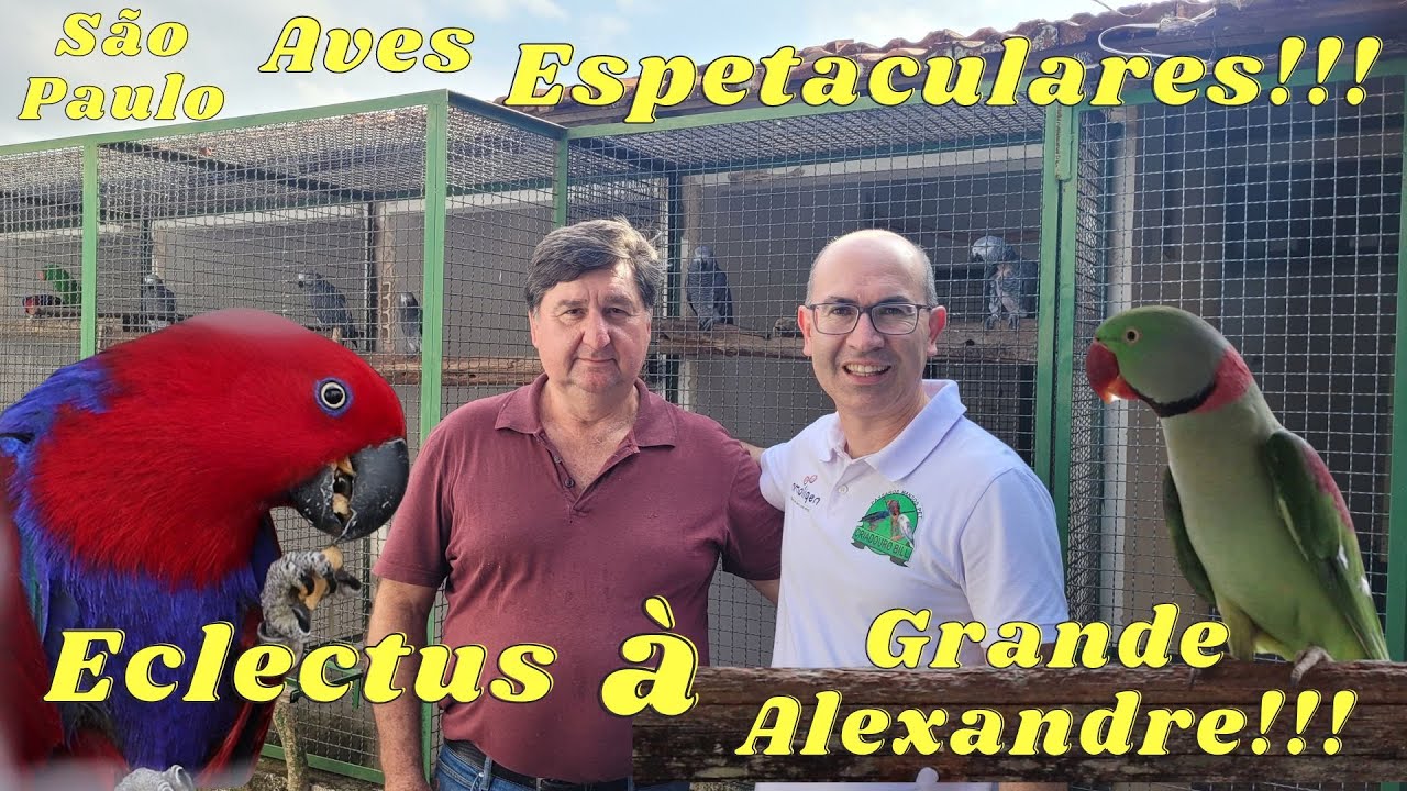 ELCIO CRIA PSITACÍDEOS DE ECLECTUS À GRANDE ALEXANDRE CURTA AVES TOP.