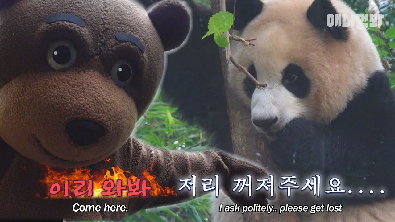 난생 처음 흑곰을 만난 귀여운 아기 판다 푸바오 반응 (끝까지 보세요ㅋㅋ)ㅣCute Baby Panda Pubao VS. Black Bear