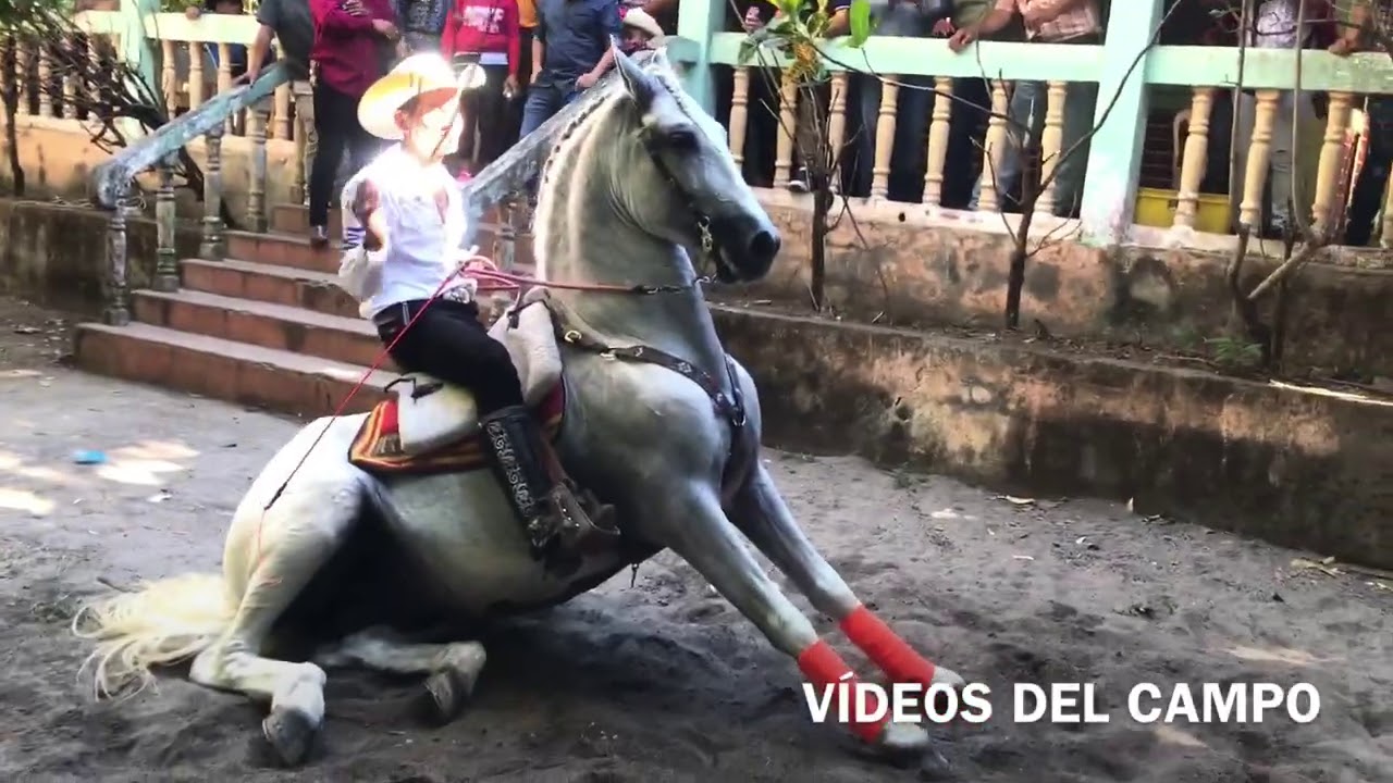 Baile de caballos de alta escuela. Mercedes Umaña, Usulután. Parte 3.