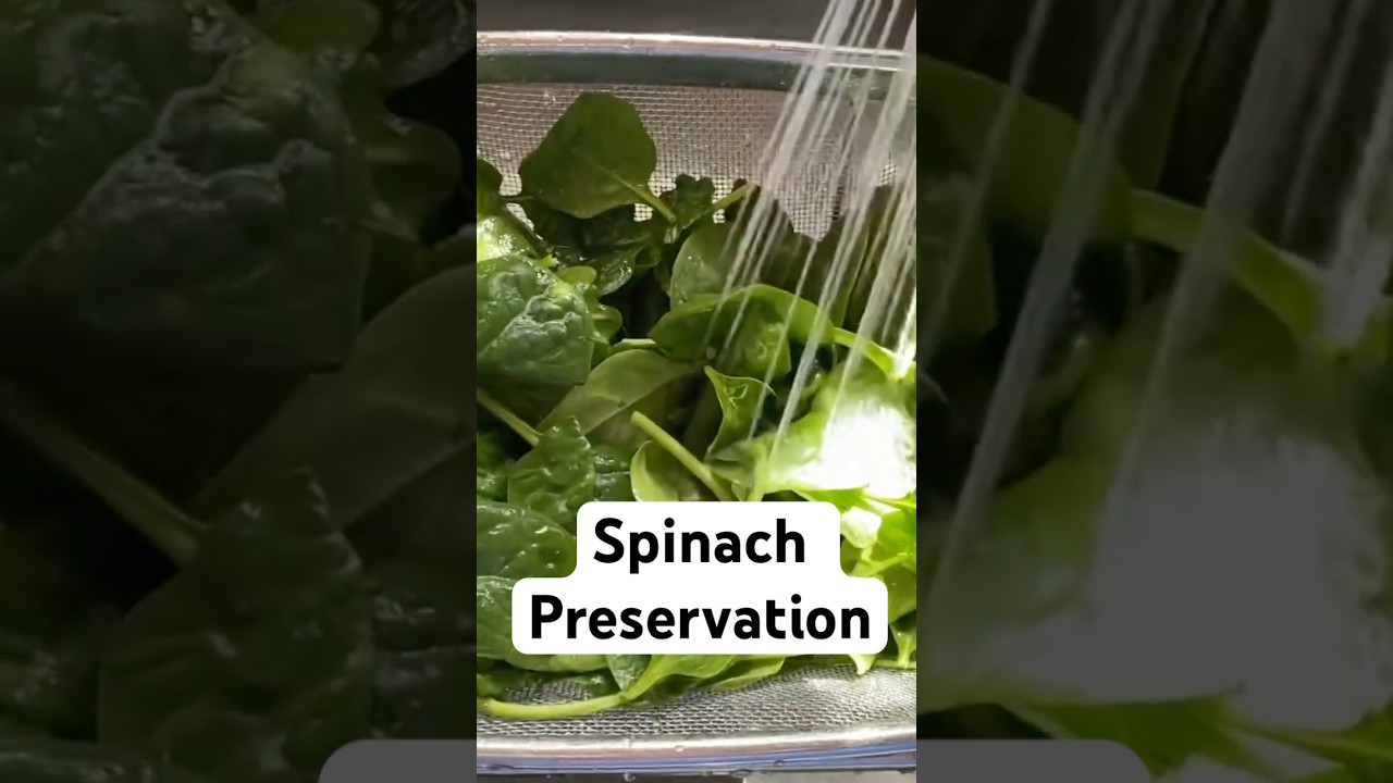 How The Amish Preserve Spinach For 6 Months Without Refrigeration! #shorts