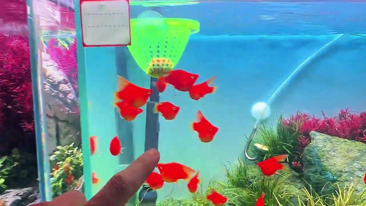 Review cửa hàng cá cảnh - thú cưng - Ranzilla Aquatic