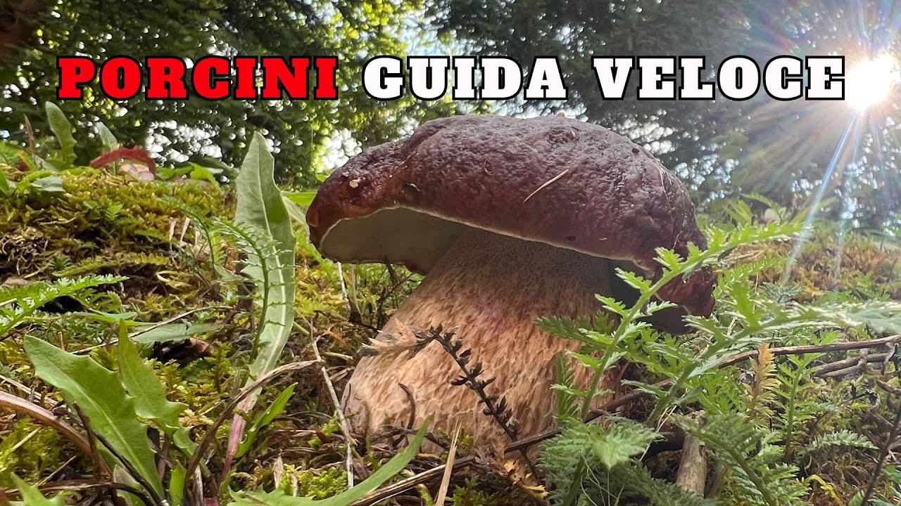 COME RACCOGLIERE I PORCINI: GUIDA COMPLETA 2025🍄&zwj;🟫!