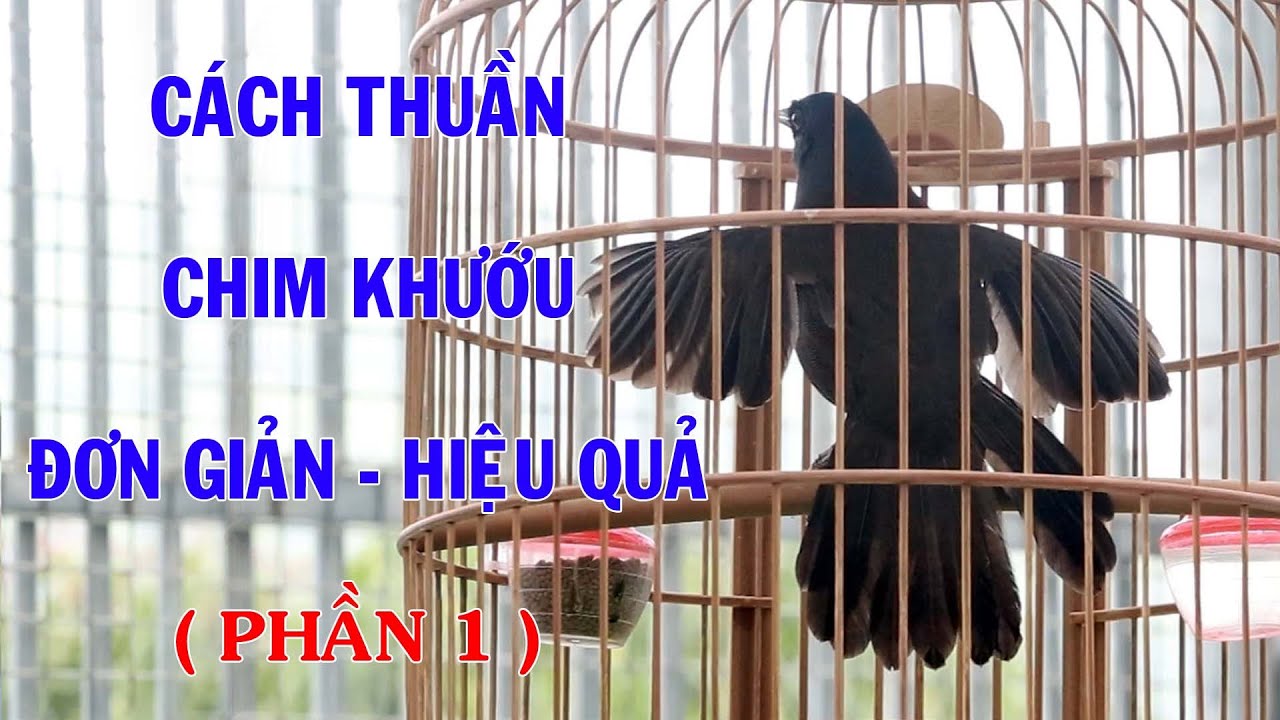 Hướng dẫn thuần chim khướu Cách thuần chim khướu phần 1 l Hoạt Họa Mi