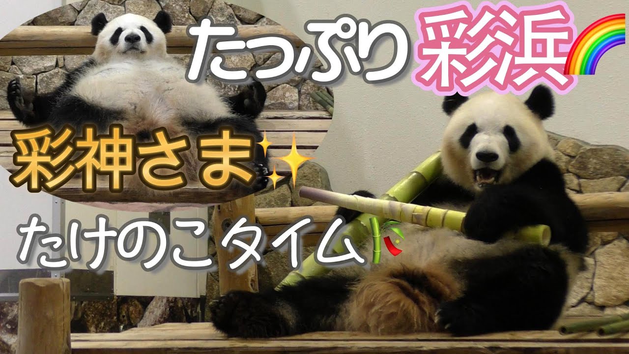 【彩神さま降臨✨】モグモグがかわいいッ😍彩浜🌈たけのこタイム🎋【お姉ちゃんパンダ】Giant Panda -Saihin-