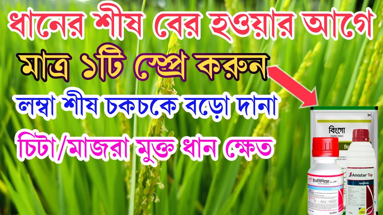 ধানের শীষ বের হওয়ার আগে বা কাইছ থোড় অবস্থায় একটি স্প্রে? সর্বোচ্চ ফলন বৃদ্ধির উপায়? এমিস্টার টপ