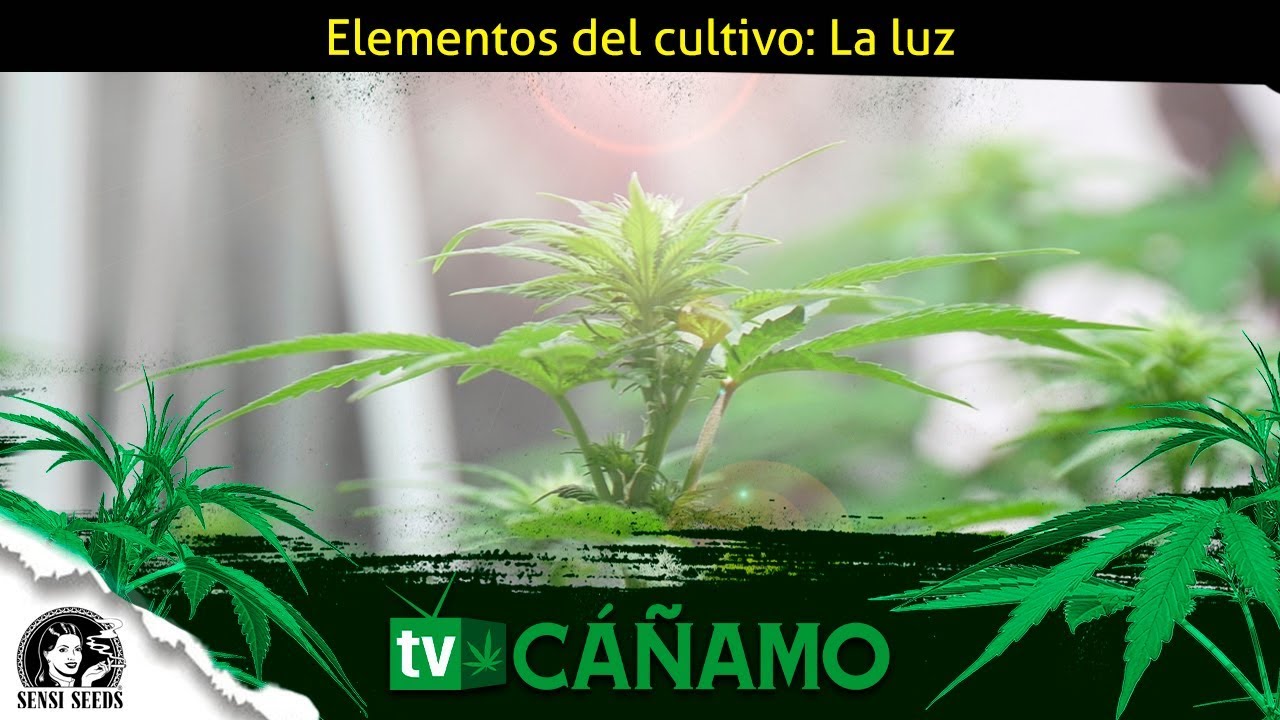 Elementos del cultivo de marihuana: Iluminaci&oacute;n