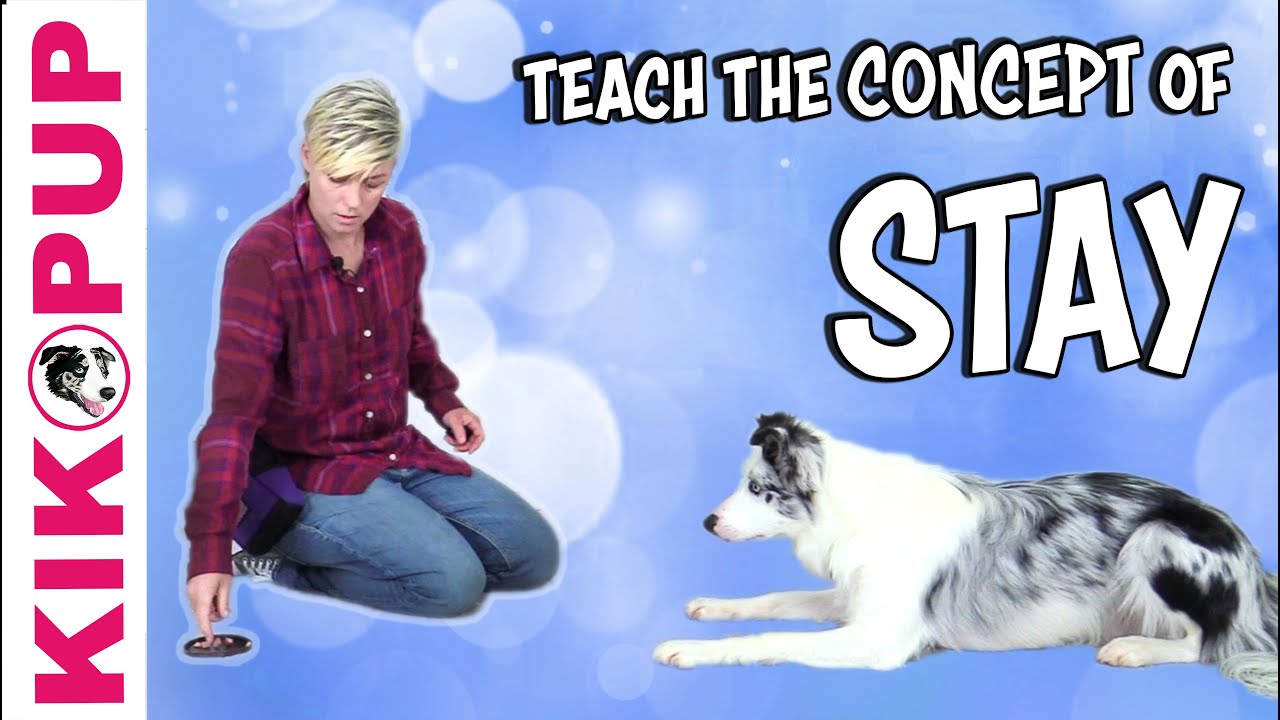 Game to Teach the CONCEPT of STAY - Dog Training
