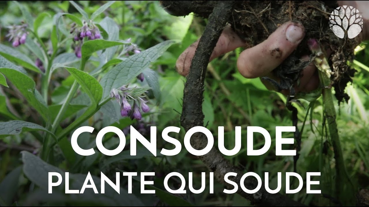 La consoude consolide et cicatrise les tissus, peau, muscles, os...