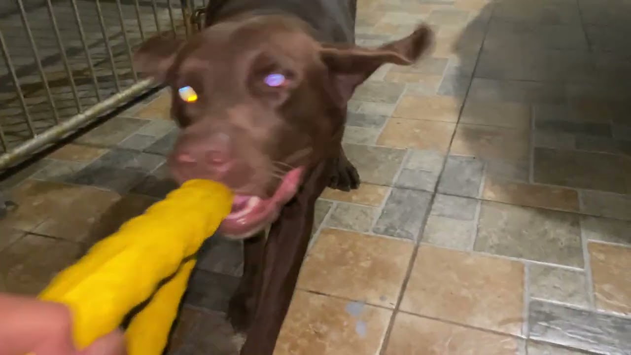 lovey and scrappy bonding time