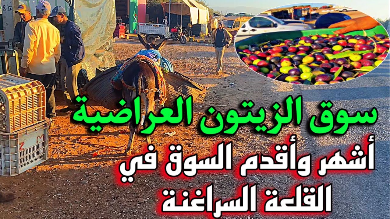 سوق الزيتون 🫒زمران العراضية🇲🇦 هاشحال العاطي القنطار هاشحال الزيت والزيتون اقليم القلعة السراغنة