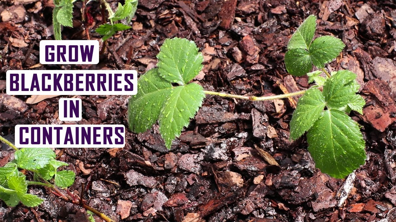 Baby Cakes Dwarf Thornless Blackberry-Planting Blackberries in A Whiskey Barrel Planter