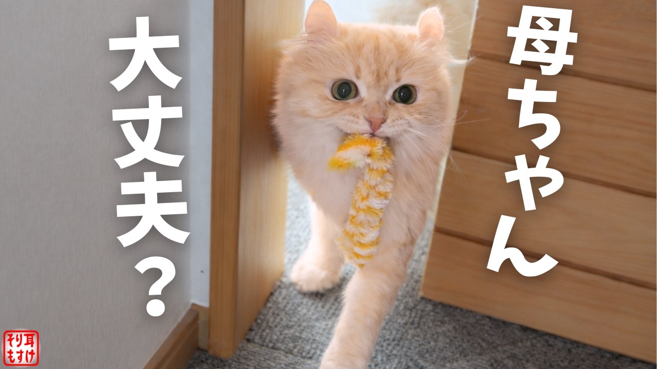 体調を崩したママを、次々と見舞いに来る猫たちが優しすぎて…