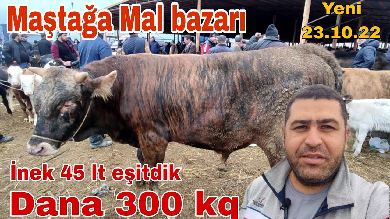 Maştağa Mal bazarı 23.10.22#mubarizemintv #mastagamalbazari #mastagaqoyunbazari #simentl #holstein