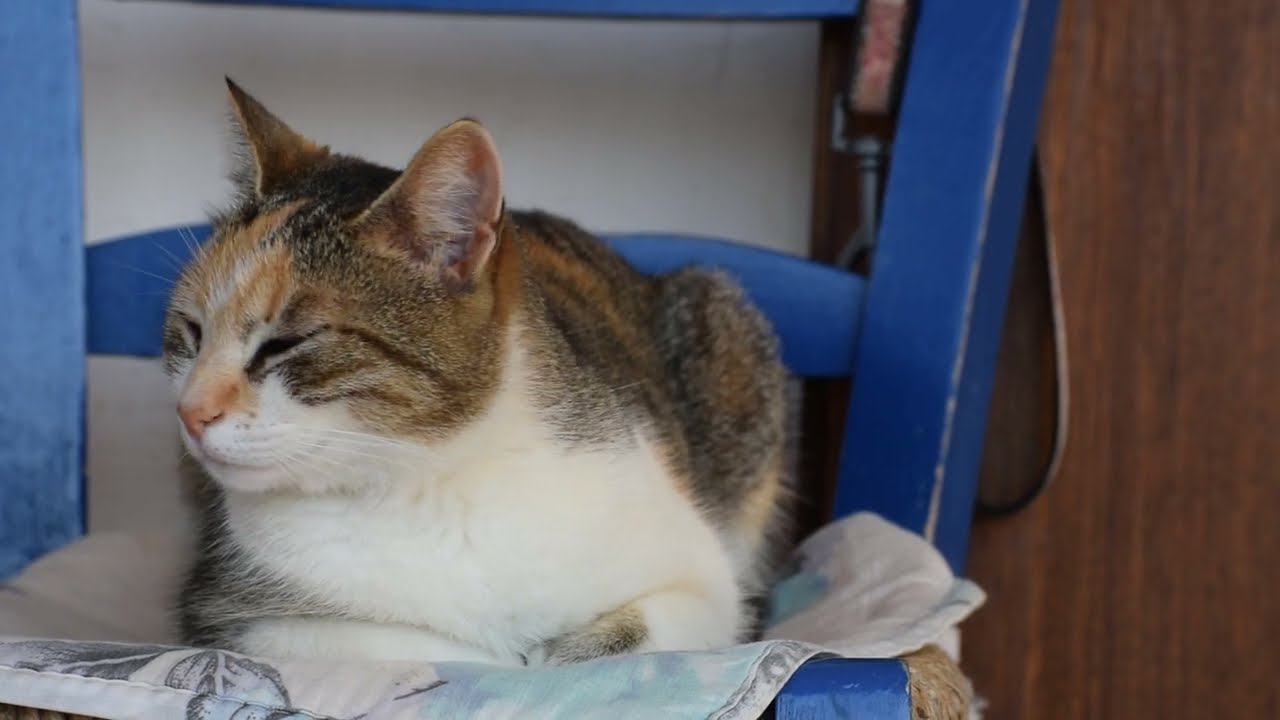 A cat relaxing on a chair in Greece