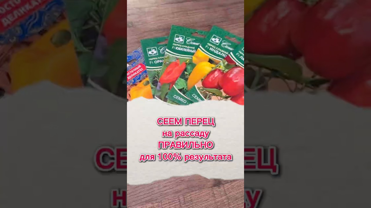 Сею так и результат всегда на 5+! #рассада #рассадаперца #самсебеагроном #срокипосева