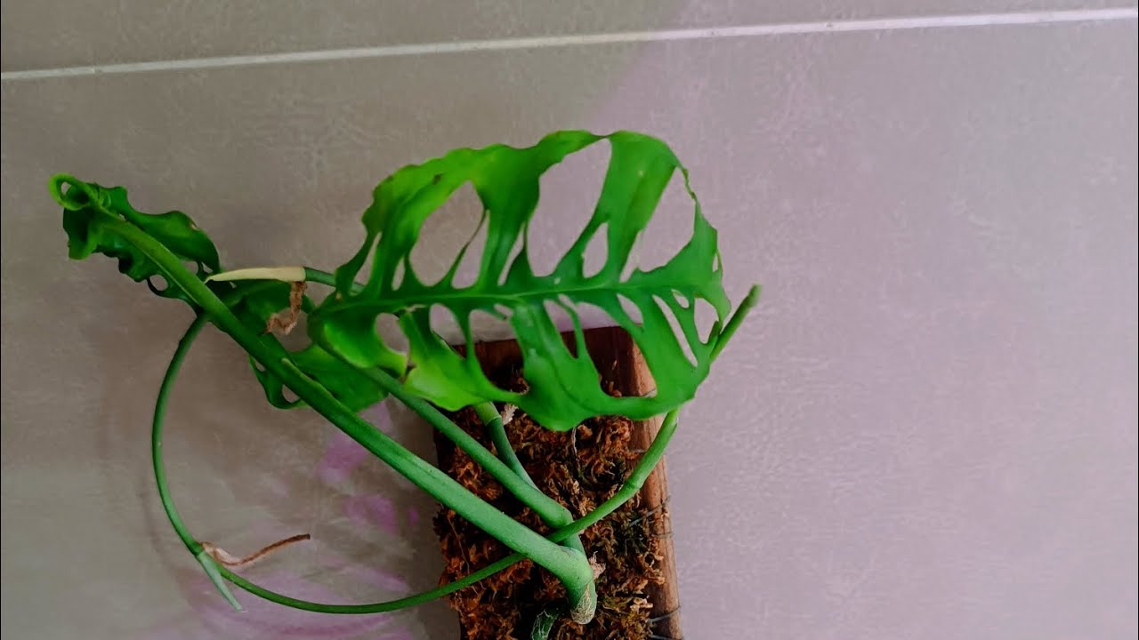 Monstera Obliqua Perú