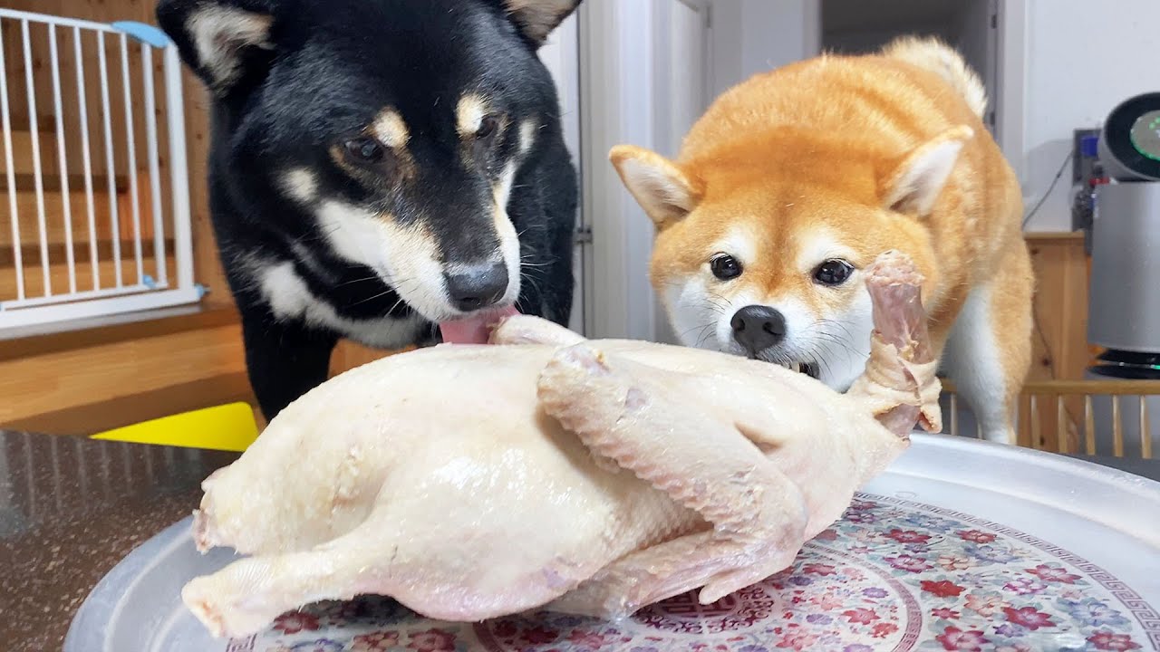 강아지에게 오리 한마리를 통째로 줬어요ㅋㅋ