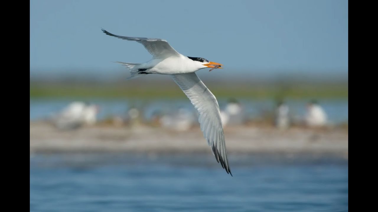 Photographing Birds in Flight | PhotoWILD