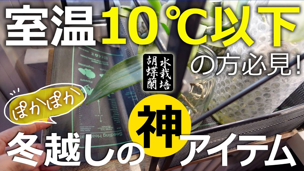 【冬越し】室温10度以下でも胡蝶蘭を育てたい！手作り温室で乗り切る冬！安心・安価な熱源をご紹介します【水栽培胡蝶蘭】
