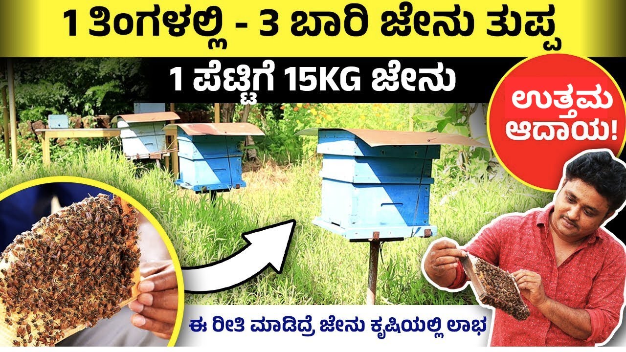 ಜೇನು ಕೃಷಿ ಆರಂಭ ಮಾಡೋದು ಹೇಗೆ? 1 ಪೆಟ್ಟಿಗೆಯಿಂದ 15KG ಜೇನು, ಲಾಭದಾಯಕ ಆದಾಯ | Honey Bees - How’s it all Work?
