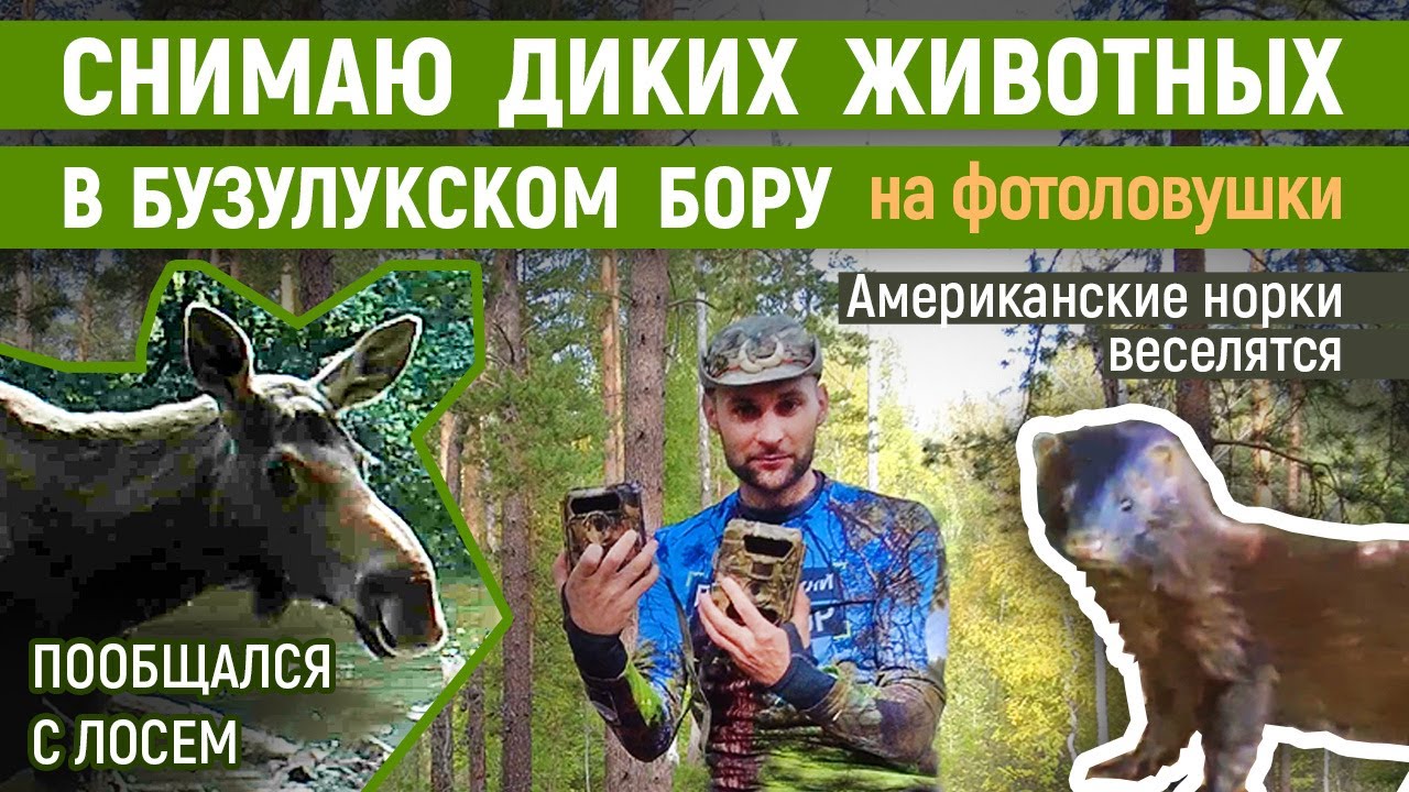 Американские норки веселятся в национальном парке Бузулукский бор | Дикие животные на фотоловушки