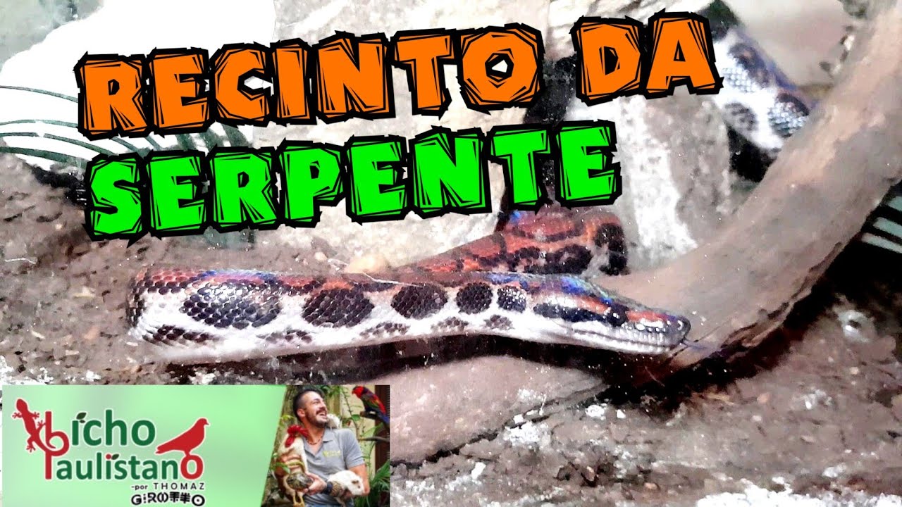 Como montar um terrário para uma serpente? Conheça o recinto da minha jiboia arco-íris legalizada!