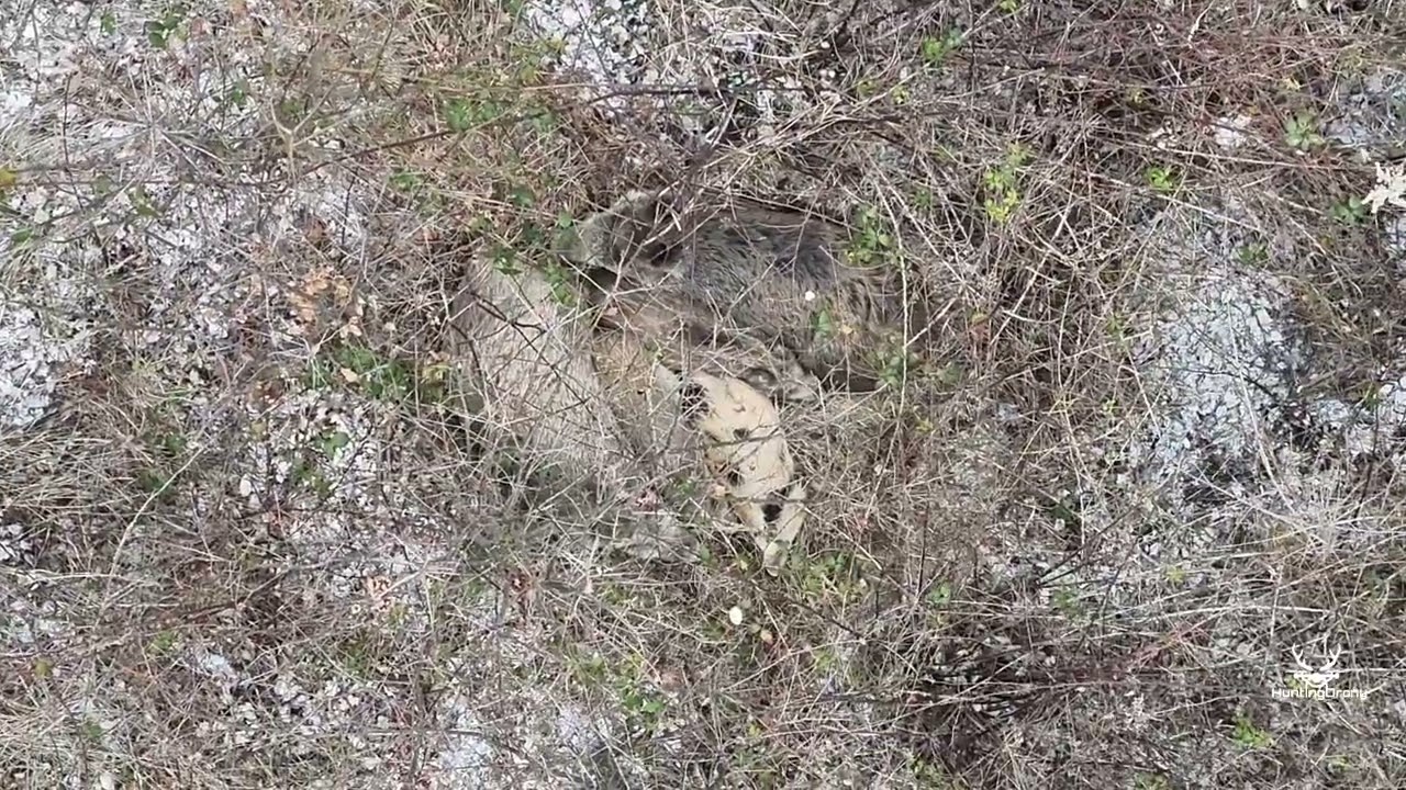 Prolet leče před naháňkou: Termovize odhalí zvěř | 112× zoom | DJI Matrice 4T | HuntingDrony