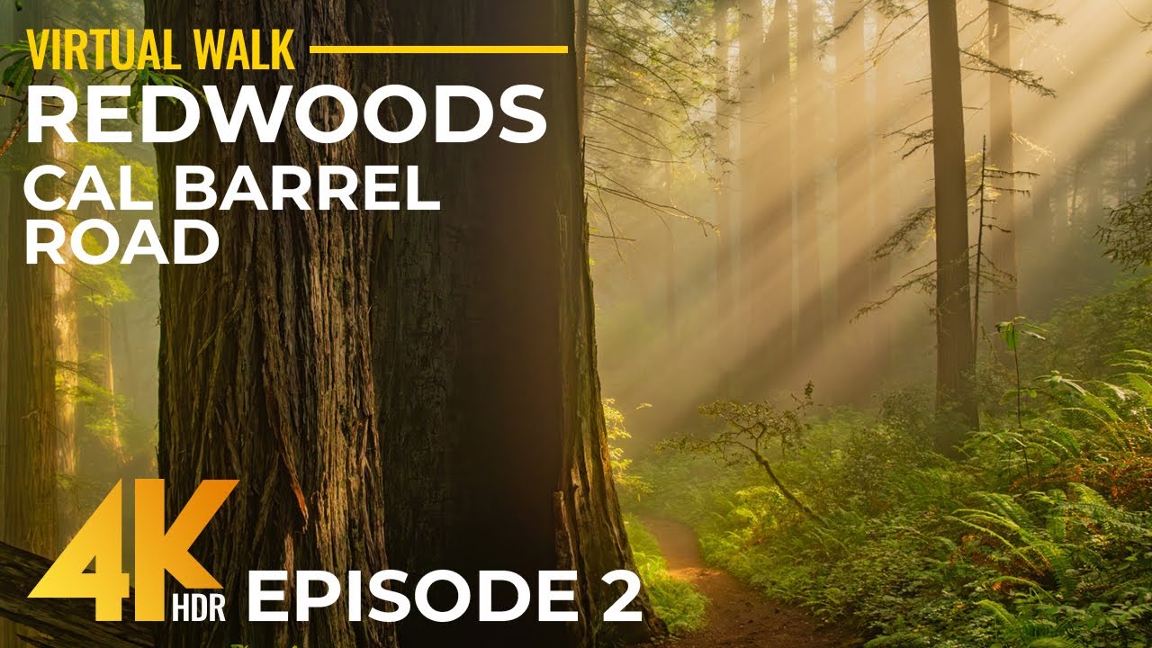 4K Relaxing Walk in Redwoods, California - Sunny Day on Cal Barrel Road + Ancient Forest Sounds - #2