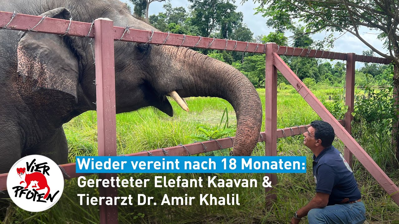 Endlich wieder vereint: Dr. Amir Khalil und Elefant Kaavan! | VIER PFOTEN