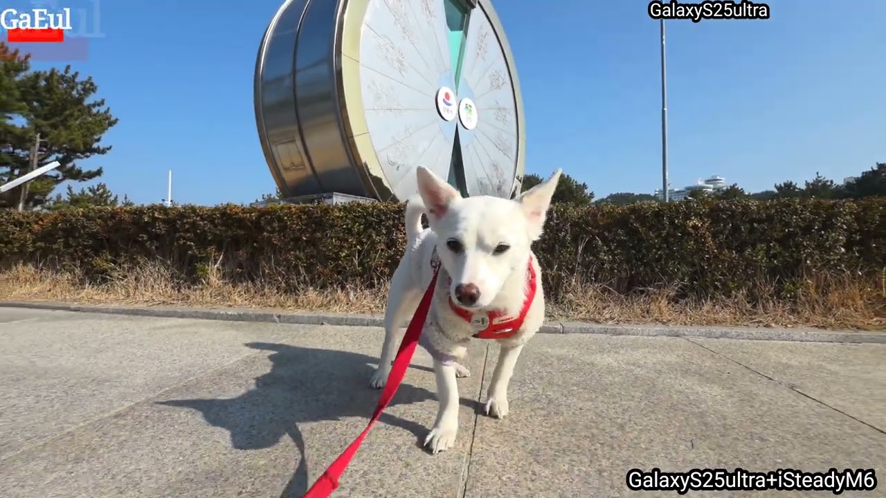 7번국도 타고 가려했는데 정동진만 2시간 걸림!그래도 아름다운 바다는 많이 봤다요🐶🐕