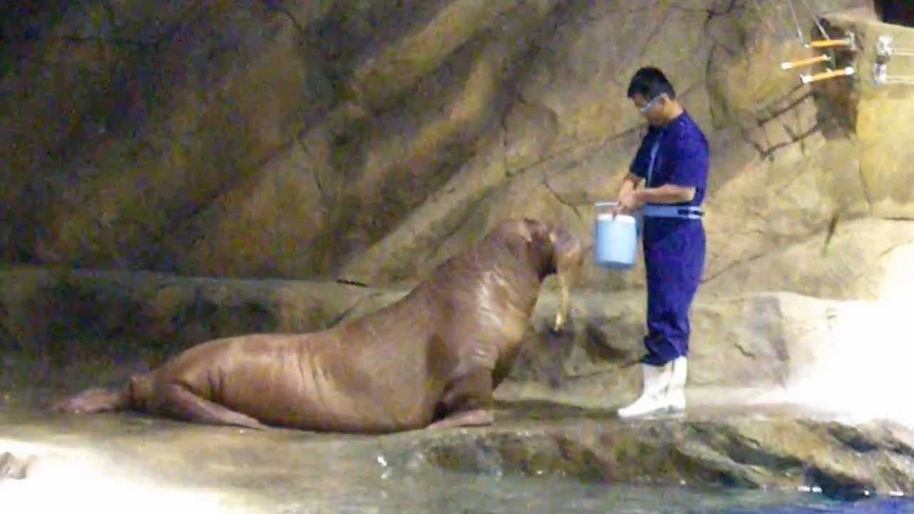 海洋公園 - 冰極天地之海象餵飼