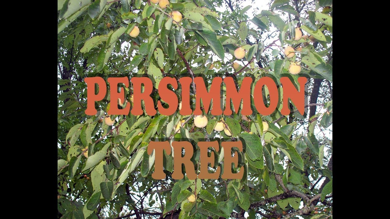 Persimmon Tree - Soap making Ingredients