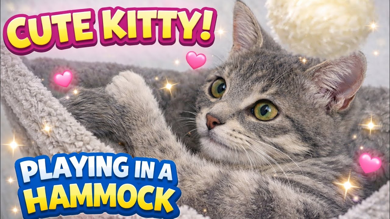 This Kitten Found the Perfect Hammock… and Won’t Stop Playing 😻