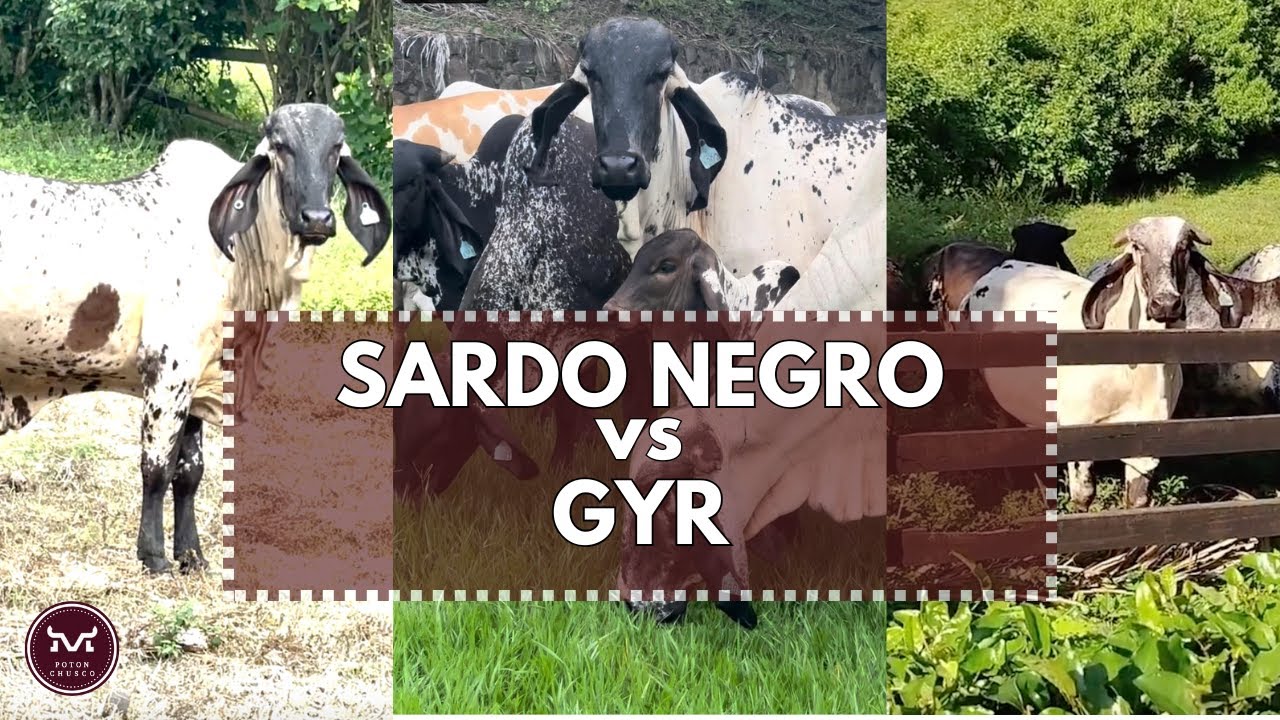 Sardo Negro vs Gyr ¿Cual te conviene más? Sardo Negro la mejor raza doble propósito para el trópico