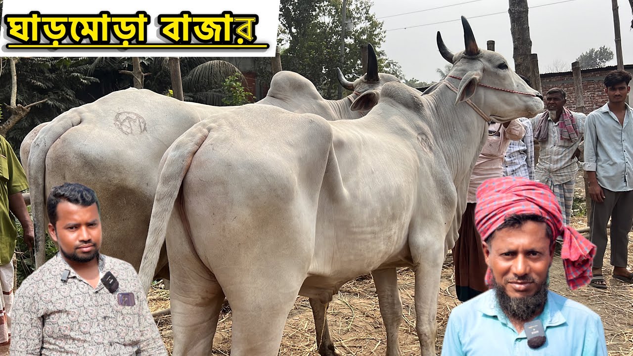 ২৩ ফ্রেবুয়ারি ২০২৬ - রমাজানে বলদ গরুর দাম জানুন কুমিল্লার ঘাড়মোড়া বাজার থেকে । 