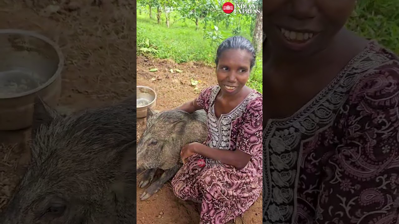 The wild boar 'Muthu' is like a son to Radha | Video by Gokul E | #WildBoar #Wayanad #Kerala