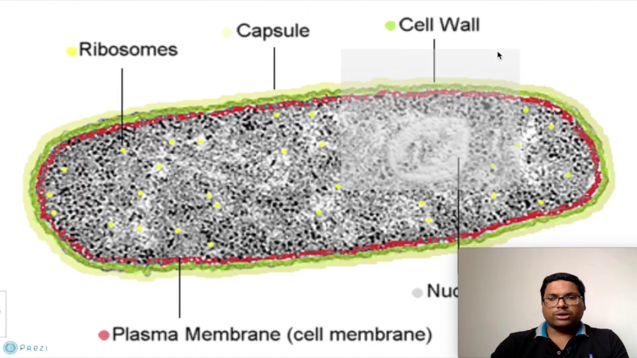 Prokaryotic Cell: Nucleoid