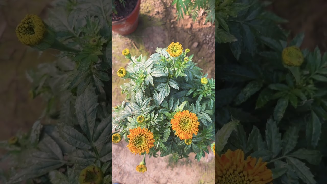 Garden | home gardening |  season flowers 