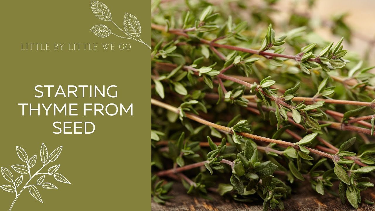 Starting Thyme From Seed