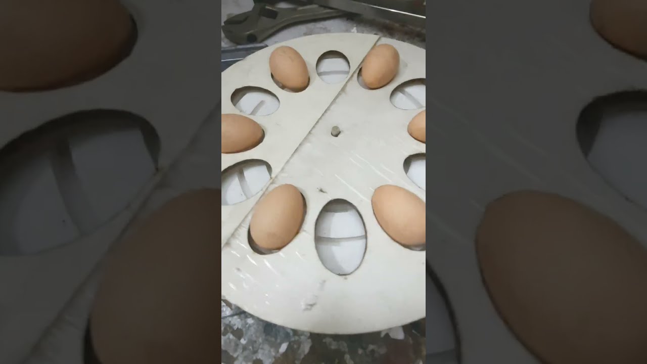 How to Make Automatic Eggs turner For Incubator - Eggs turning tray - Auto egg turner incubator