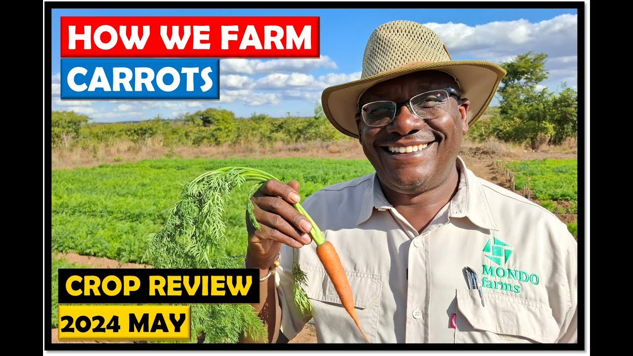 Farming in Zambia: How we Improved our Carrot Growing Techniques in 2024